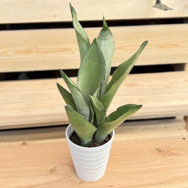 おしゃれ 観葉植物：サンスベリア ムーンシャイン*シルバーキング