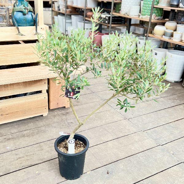 現品　創樹　オリーブの木　オリーブ　マンザニロ　7番　観葉植物　野外　希少 観葉植物 おしゃれ：オリーブの木*SOUJU（創樹） マンザニロ