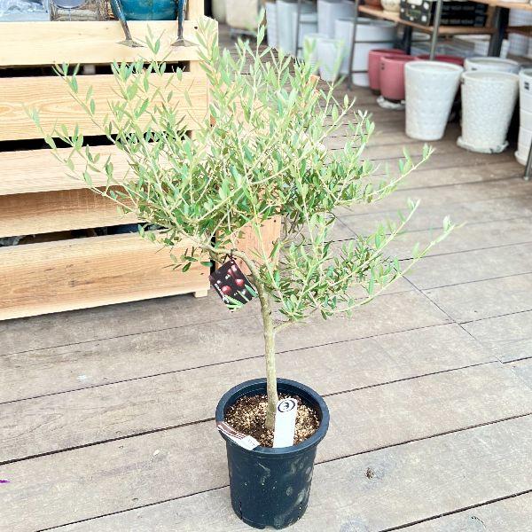 おしゃれ 観葉植物：オリーブの木 マンザニロ 7号*現品3 SOUJU