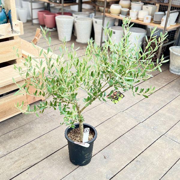 おしゃれ 観葉植物：オリーブの木 ミッション 7号*現品1 SOUJU 創樹