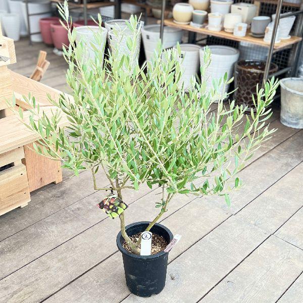 おしゃれ 観葉植物：オリーブの木 ミッション 7号*現品2 SOUJU