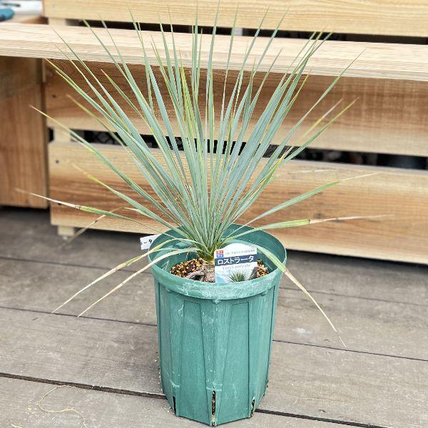 ユッカロストラーター ユッカ ロストラータ 実生株 Yucca Rostrata 006 | Sunny Branch