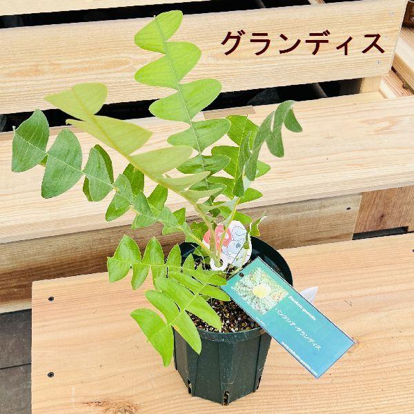希少❗️ バンクシア　グランディス　花付き　苗 オージープランツ　プロテア 希少❗️ バンクシア グランディス 花付き 苗 オージープランツ