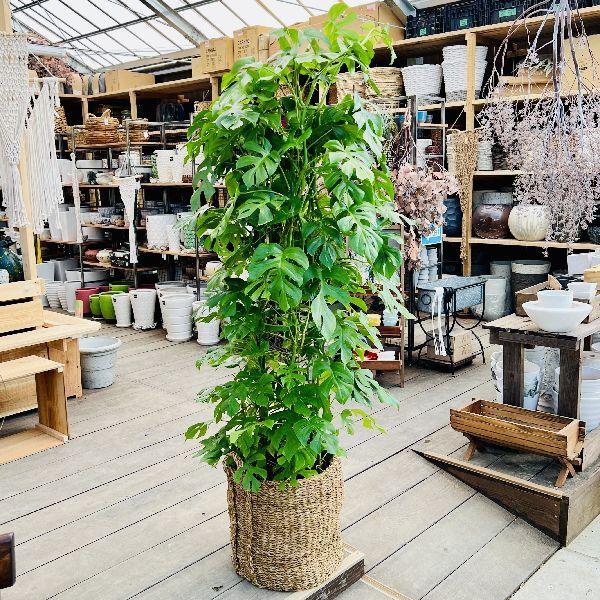 おしゃれ 観葉植物：ヒメモンステラ カゴ*姫モンステラ 大型佐川