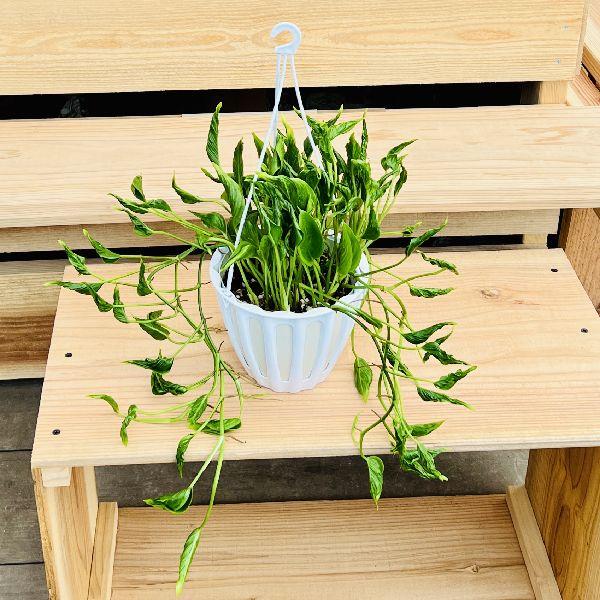おしゃれ 観葉植物：ポトス テルノシャングリラ*5号 吊り鉢 : 遊恵盆栽