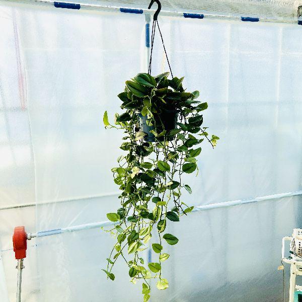 おしゃれ 観葉植物：スキンダプサス トレビー シルバー*オオシラフ