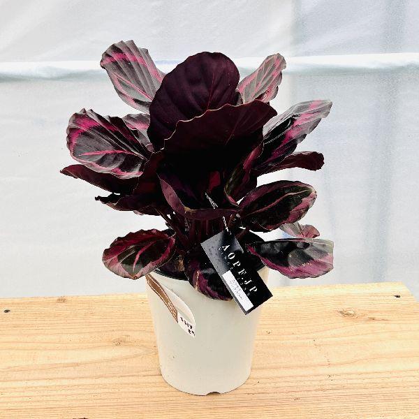 おしゃれ 観葉植物 カラテア ピンクスター 5号 プラポット Calathea F71v 遊恵盆栽 Yahoo 店 通販 Yahoo ショッピング