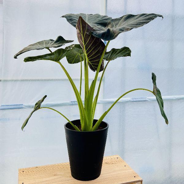 おしゃれ 観葉植物：アロカシア*Alocasia 8号 プラポット : 遊恵盆栽