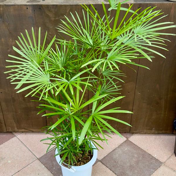 雲南シュロ竹　7号サイズ　受け皿付き おしゃれ 観葉植物:ウンナンシュロチク*雲南棕櫚竹 しゅろちく