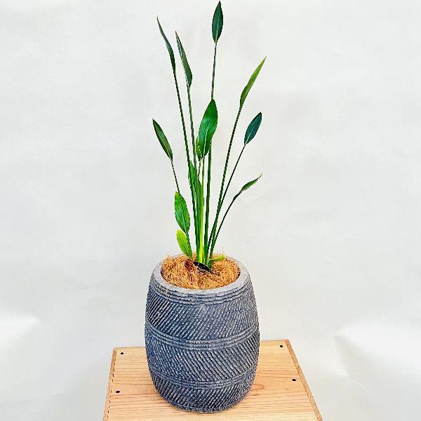 おしゃれ 観葉植物：ストレリチアユンケア*ノンリーフ 鉢植え シュロ皮