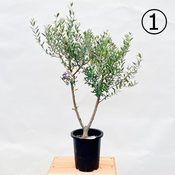 ［現品］【希少】☆数量限定☆2番　創樹　オリーブ　セントキャサリン　7号　レア 現品］【希少】☆数量限定☆2番 創樹 オリーブ セントキャサリン