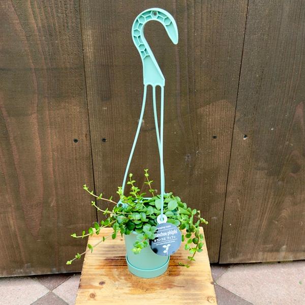 観葉植物 多肉植物：カランコエ フィフィ*3.5号 吊り鉢 【開花終了しま