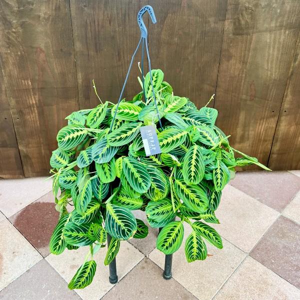 おしゃれ 観葉植物：マランタ レウコネウラ レモンライム*8号 吊り鉢