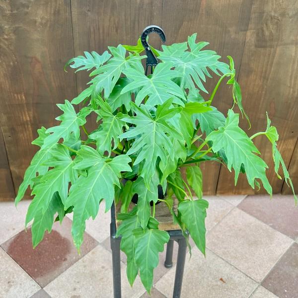 おしゃれ 観葉植物 ：フィロデンドロン エレガンス*7号 吊り鉢