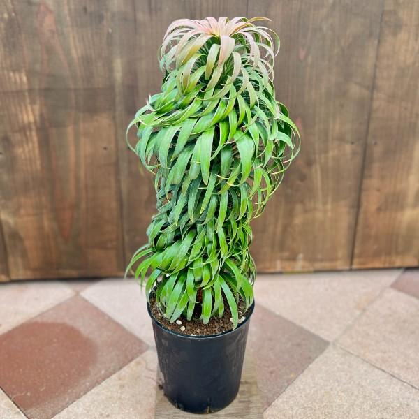 おしゃれ 観葉植物：ユッカ デスメティアーナ*大 Yucca desmetiana