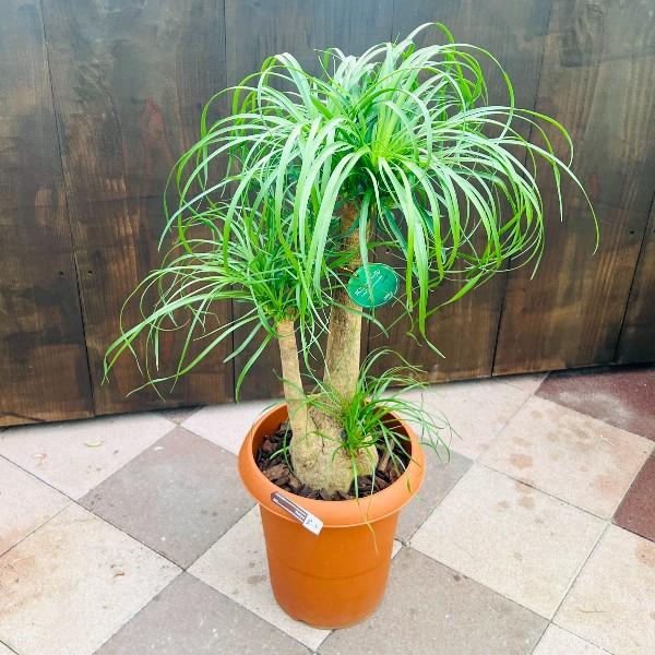 大型 観葉植物 トックリラン ポニーテール 観葉植物 ポニーテール(トックリラン) 【観葉植物 9号／1個売り