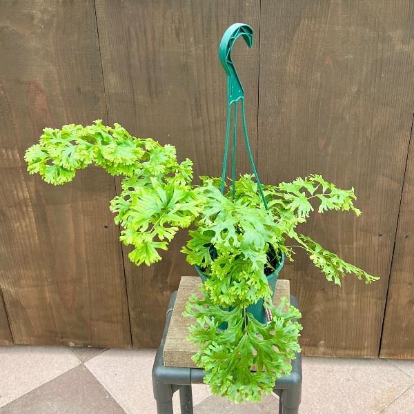 おしゃれ 観葉植物：ポリポジウム ファラックス*5号 吊り鉢 ポリ