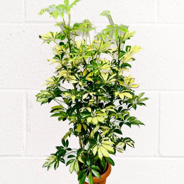 おしゃれ 観葉植物：シェフレラ トリネッティ*斑入り ホンコンカポック