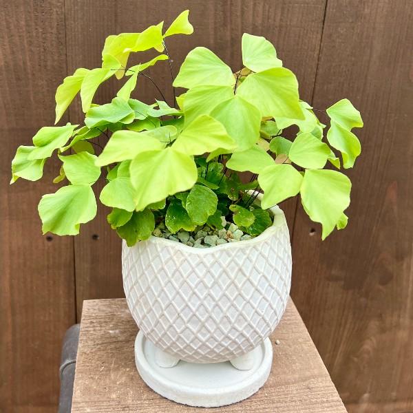 おしゃれ 観葉植物：アジアンタム ペルビアナム*鉢植え 受皿付