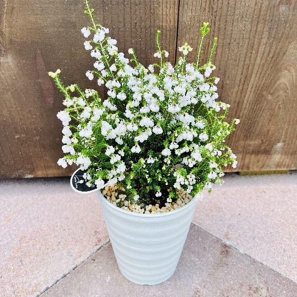 科名　ツツジ科/属名　エリカ属/半耐寒性常緑低木/花期　冬〜春撮影日：2023.01＊ご購入時期により開花中、開花後の場合がございます。＊写真の小物など記載以外の物は商品に含まれません。サイズ鉢径：約11.5cm　高さ：約30〜35cm　幅...