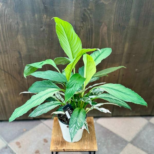 おしゃれ 観葉植物：スパティフィラム センセーション バリエガータ*5