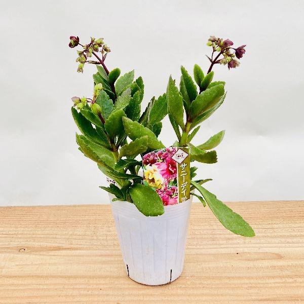 おしゃれ 観葉植物：カランコエ サニーデイ*八重咲き ポット苗 : 遊恵