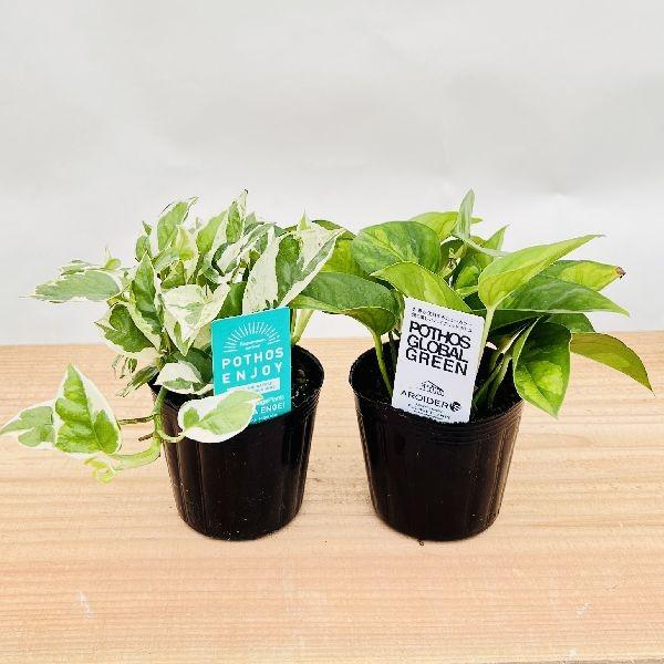 おしゃれ 観葉植物：ポトス エンジョイ＆グローバルグリーン