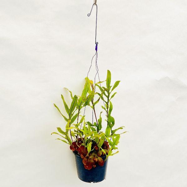 おしゃれ 観葉植物 着生シダ植物:レカノプテリス クルスタセア おしゃれ 観葉植物 着生シダ植物:レカノプテリス クルスタセア
