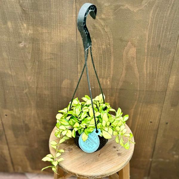 おしゃれ 観葉植物：ホヤ ヘウスケリアナ 斑入り*吊り鉢 4号