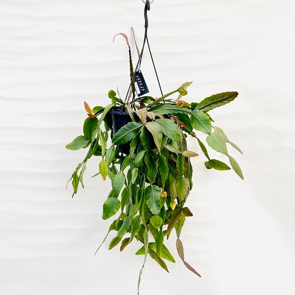 おしゃれ 観葉植物：リプサリス ロブスタ*8号 吊り鉢 Rhipsalis