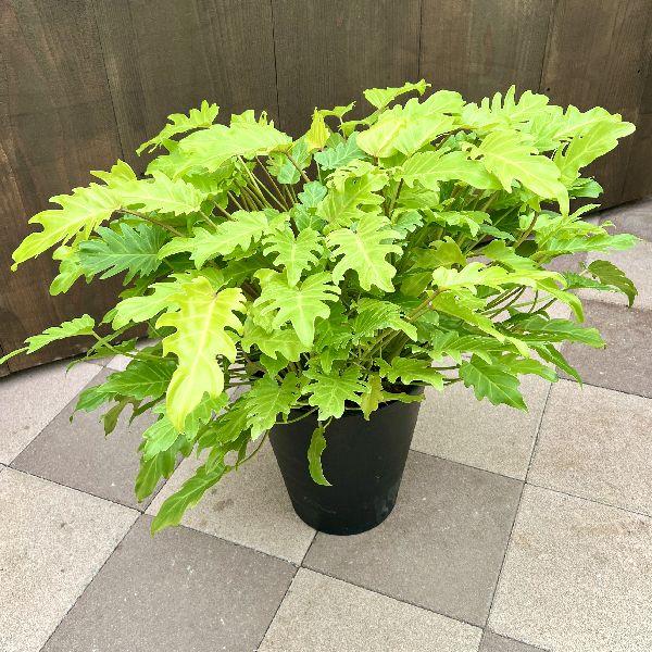 フィロデンドロン クッカバラ ザナドゥ 幹立ち 根上がり 6号鉢 観葉植物 植物 フィロデンドロン クッカバラ ザナドゥ 幹立ち 根上がり 6号鉢