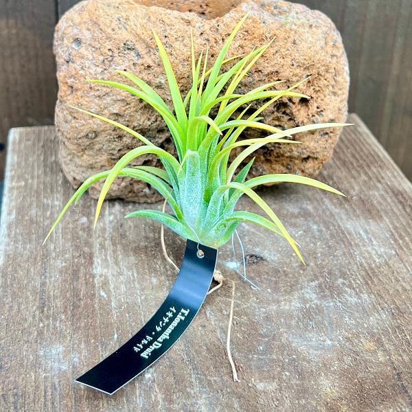 観葉植物：チランジア イオナンタドルイド*エアープランツ : 遊恵盆栽