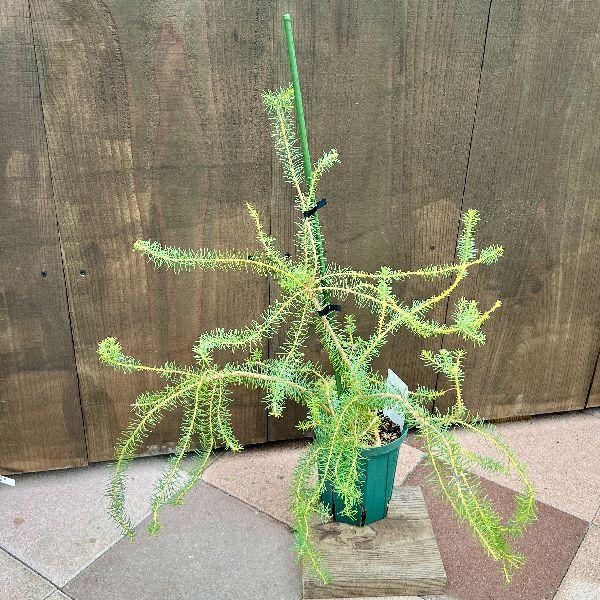 観葉植物 鉢花 苗：バンクシア ヌタンス*5号 Banksia nutans : 遊恵