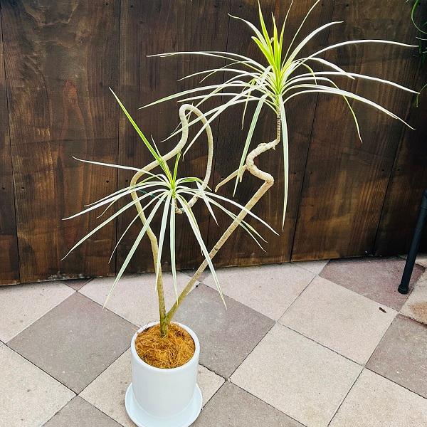 おしゃれ 観葉植物：ドラセナ コンシンネ ホワイボリー 鉢植え