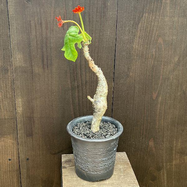 おしゃれ 観葉植物：サンゴアブラギリ 鉢植え*珊瑚油桐 : 遊恵盆栽 