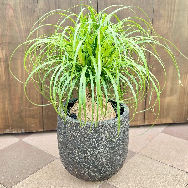 おしゃれ 観葉植物：ノリナ トックリラン 鉢植え*ポニーテール 大型