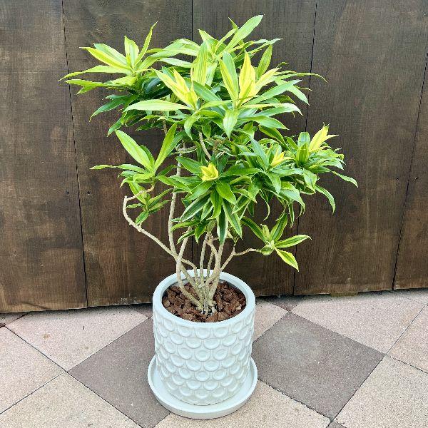 おしゃれ 観葉植物：ドラセナ ソングオブインディア 鉢植え* 受皿付