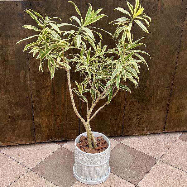 おしゃれ 観葉植物：ドラセナ ソング オブ インディア*鉢植え 受皿
