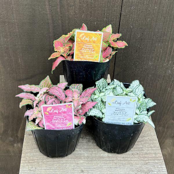 おしゃれ 観葉植物 苗：フィットニア 3種セット*A オレンジ ピンク 青 