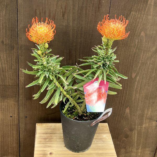 おしゃれ 観葉植物 鉢花：リューコスペルマム コーディフォリウム