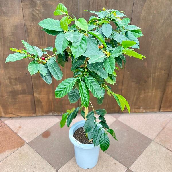 おしゃれ 観葉植物：コーヒーの木 モカ*7号 プラポット : 遊恵盆栽