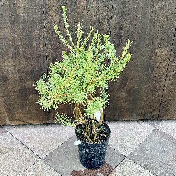 鉢花 観葉植物：リューカデンドロン ラグジュウム*リュウカデンドロン