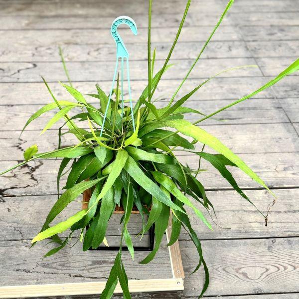 エピフィラム プミラム 姫月下美人　特大株　釣り鉢発送 おしゃれ 観葉植物：エピフィラム プミラム*5号 吊り鉢 姫月下美人