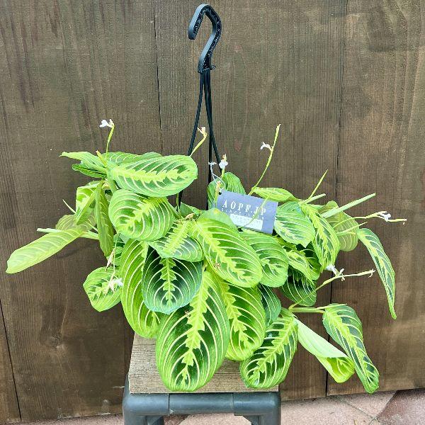 おしゃれ 観葉植物：マランタ レウコネウラ レモンライム*5号 吊り鉢