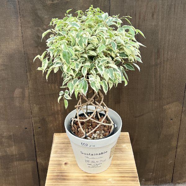 おしゃれ 観葉植物 鉢カバー選べる：フィカス ベンジャミン 斑入り