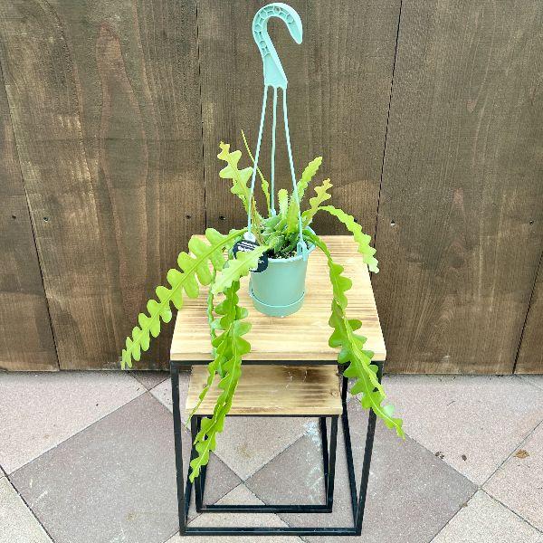 観葉植物：エピフィラム アングリガー*3.5号 吊り鉢 フィッシュボーン