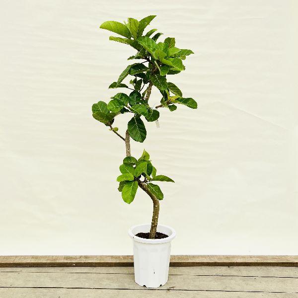 おしゃれ 観葉植物：フィカス アフリカンプリンス*プラポット
