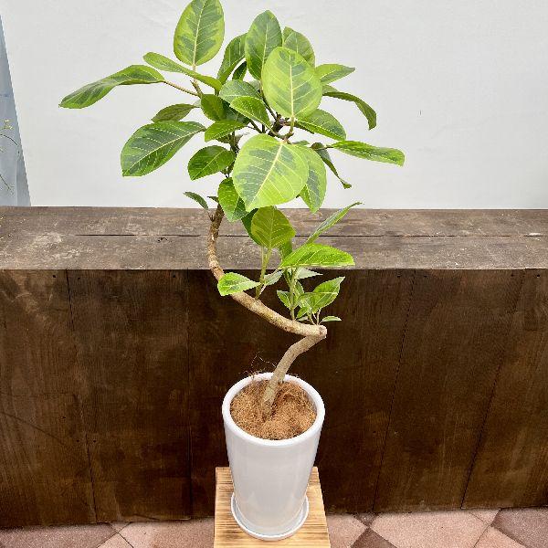 おしゃれ 観葉植物：フィカス アルテシーマ 鉢植え*受皿付 ココヤシ 