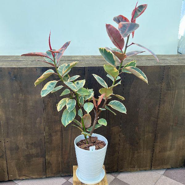 フィカス　ルビー　ストレート　1【現品】観葉植物　室内　大型 38882ef35f5d9238ba48b3c60beb2d