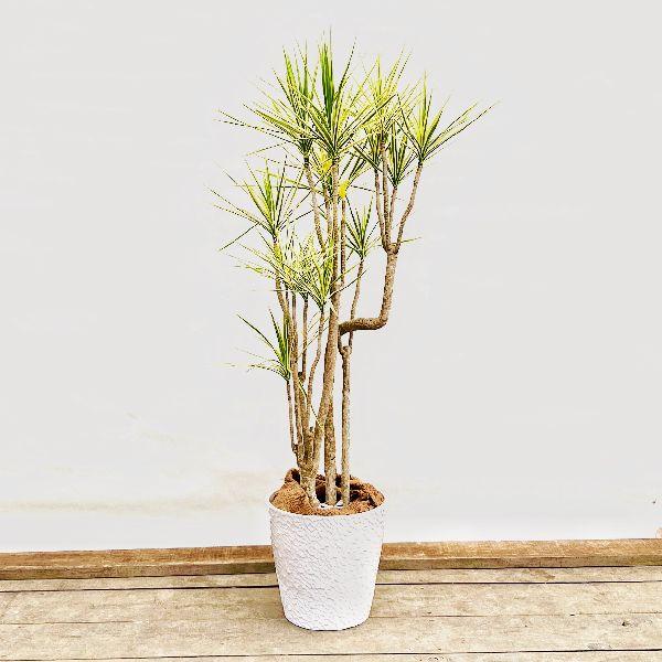 観葉植物　ドラセナ　ホワイボリー　鉢植え　希少品種　 観葉植物 ドラセナ ホワイボリー 鉢植え 希少品種